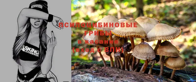 Галлюциногенные грибы мицелий  где найти   сайты даркнета состав  Волчанск 